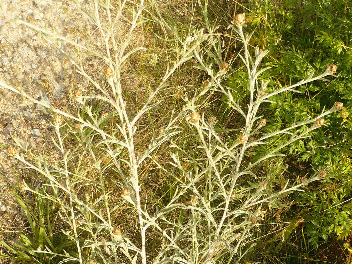 Centaurea jacea subsp. timbalii (Asteraceae)